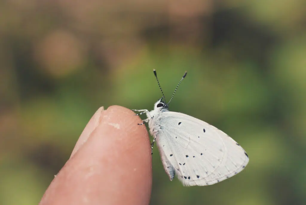 Un doigt sur lequel est posé un petit papillon blanc